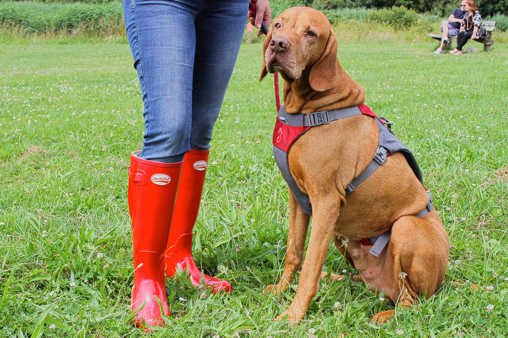 Rockfish Wellies Dog walking in style, BUY NOW from £44.99